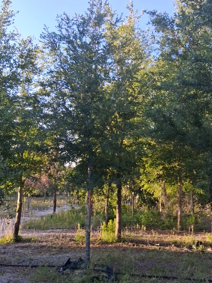 Row of 4 inch caliper live oaks on 12-foot spacing
