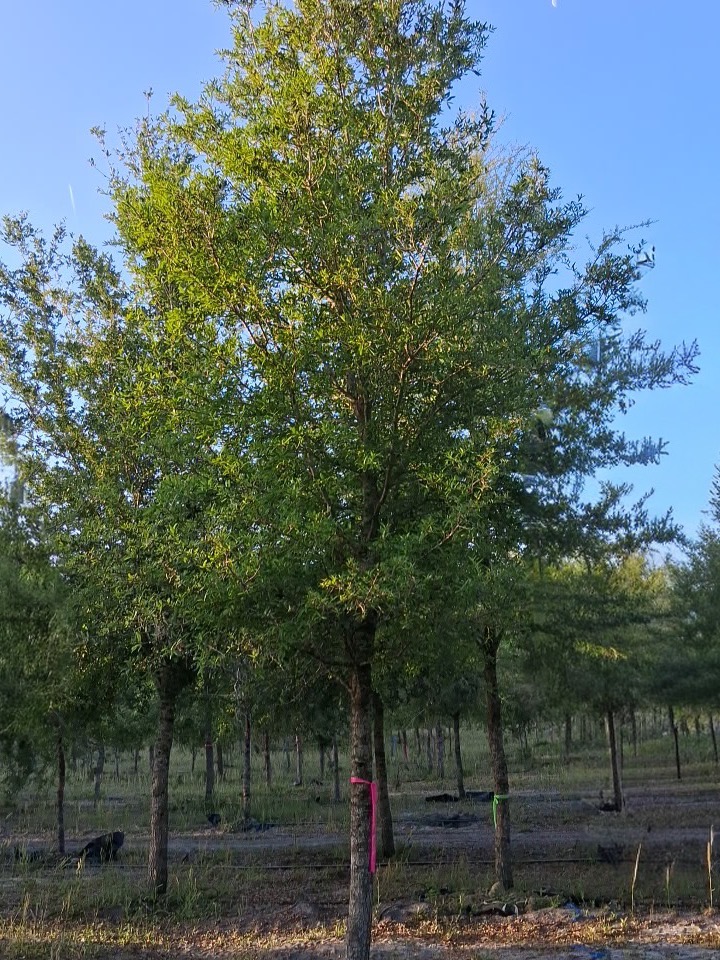 Six and a half inch live oak showing wide branch structure