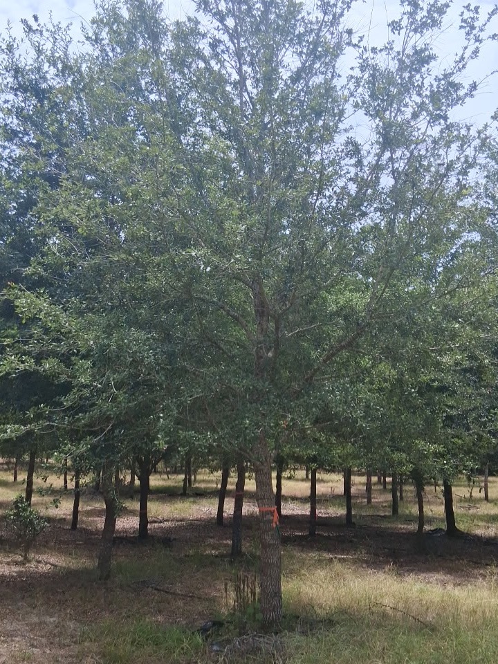 Ten inch caliper mature live oak ready for transplant